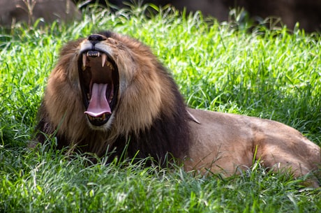 揭秘：非洲之王究竟是什么动物？