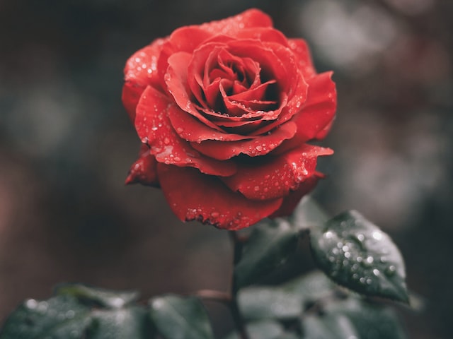 如何种植玫瑰花？