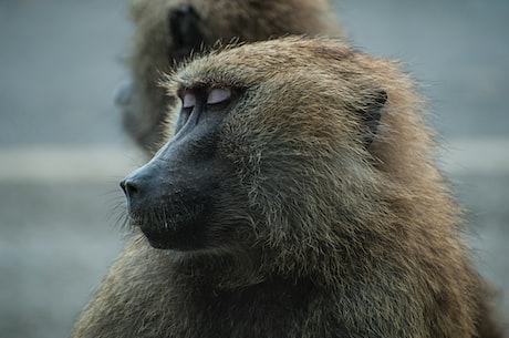 猴子表情包：萌萌哒猴子表情包带你开心一天