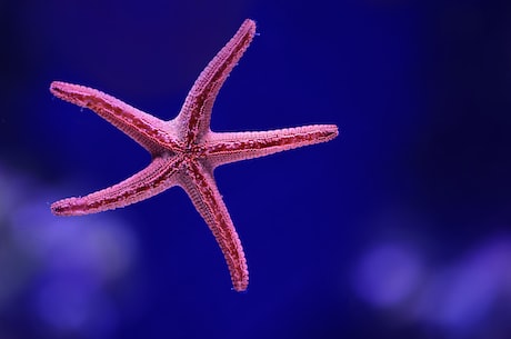 小海星：海底小明星的世界