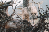 狼狩猎：荒野中的主宰者